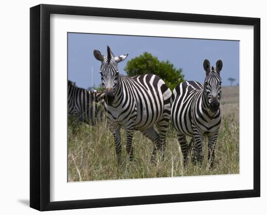 Common Zebra, Masai Mara National Reserve, Kenya-Sergio Pitamitz-Framed Photographic Print