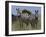 Common Zebra, Masai Mara National Reserve, Kenya-Sergio Pitamitz-Framed Photographic Print