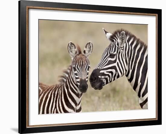 Common Zebra or Burchell's Zebra (Equus Burchelli) Foal and Mare, Serengeti National Park, Tanzania-James Hager-Framed Photographic Print