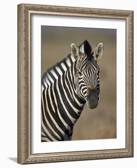 Common Zebra (Plains Zebra) (Burchell's Zebra) (Equus Burchelli)-James Hager-Framed Photographic Print