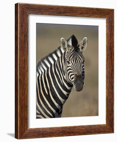 Common Zebra (Plains Zebra) (Burchell's Zebra) (Equus Burchelli)-James Hager-Framed Photographic Print