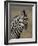 Common Zebra (Plains Zebra) (Burchell's Zebra) (Equus Burchelli)-James Hager-Framed Photographic Print