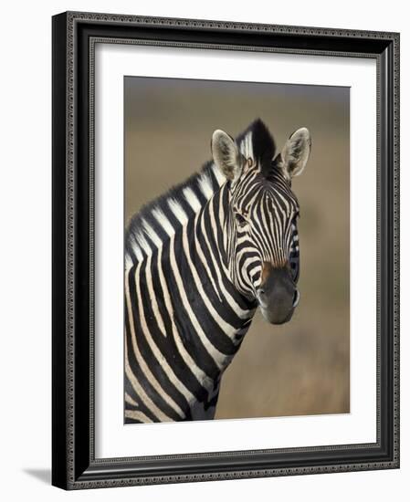 Common Zebra (Plains Zebra) (Burchell's Zebra) (Equus Burchelli)-James Hager-Framed Photographic Print