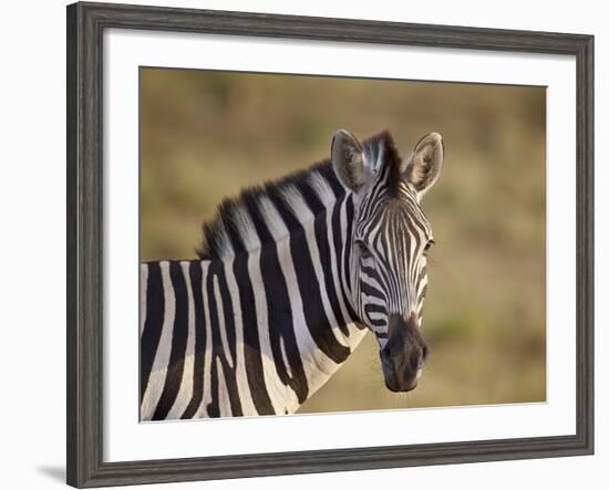 Common Zebra (Plains Zebra) (Burchell's Zebra) (Equus Burchelli)-James Hager-Framed Photographic Print