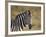 Common Zebra (Plains Zebra) (Burchell's Zebra) (Equus Burchelli)-James Hager-Framed Photographic Print