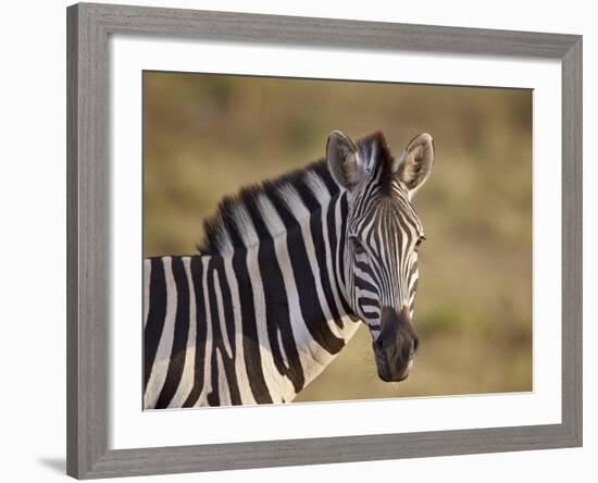 Common Zebra (Plains Zebra) (Burchell's Zebra) (Equus Burchelli)-James Hager-Framed Photographic Print