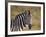 Common Zebra (Plains Zebra) (Burchell's Zebra) (Equus Burchelli)-James Hager-Framed Photographic Print