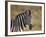 Common Zebra (Plains Zebra) (Burchell's Zebra) (Equus Burchelli)-James Hager-Framed Photographic Print