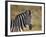 Common Zebra (Plains Zebra) (Burchell's Zebra) (Equus Burchelli)-James Hager-Framed Photographic Print