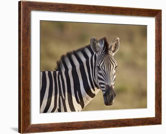 Common Zebra (Plains Zebra) (Burchell's Zebra) (Equus Burchelli)-James Hager-Framed Photographic Print