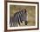 Common Zebra (Plains Zebra) (Burchell's Zebra) (Equus Burchelli)-James Hager-Framed Photographic Print