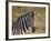 Common Zebra (Plains Zebra) (Burchell's Zebra) (Equus Burchelli)-James Hager-Framed Photographic Print