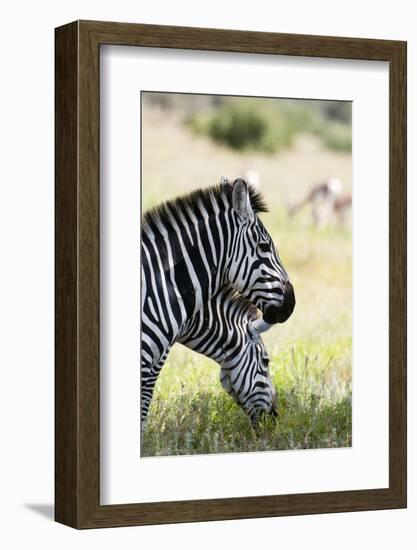 Common Zebra, Samburu, Kenya-Sergio Pitamitz-Framed Photographic Print