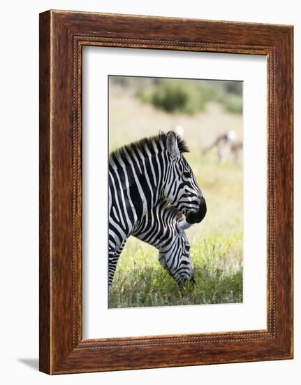 Common Zebra, Samburu, Kenya-Sergio Pitamitz-Framed Photographic Print