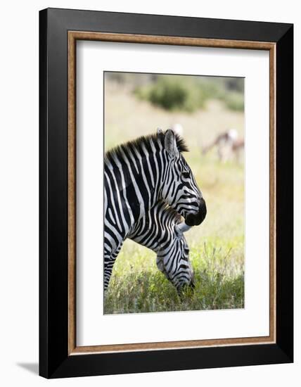 Common Zebra, Samburu, Kenya-Sergio Pitamitz-Framed Photographic Print