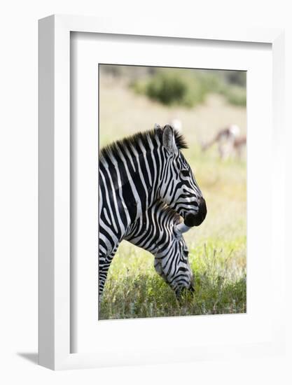 Common Zebra, Samburu, Kenya-Sergio Pitamitz-Framed Photographic Print