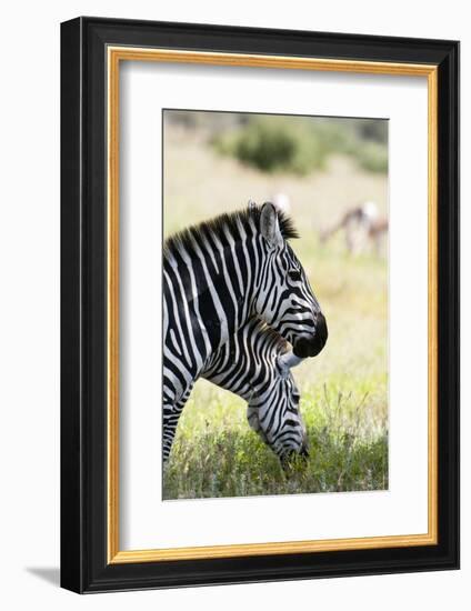 Common Zebra, Samburu, Kenya-Sergio Pitamitz-Framed Photographic Print