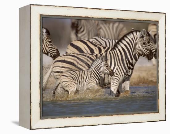 Common Zebra Wading at Waterhole Etosha Np, Namibia, 2006-Tony Heald-Framed Premier Image Canvas