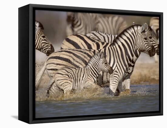 Common Zebra Wading at Waterhole Etosha Np, Namibia, 2006-Tony Heald-Framed Premier Image Canvas