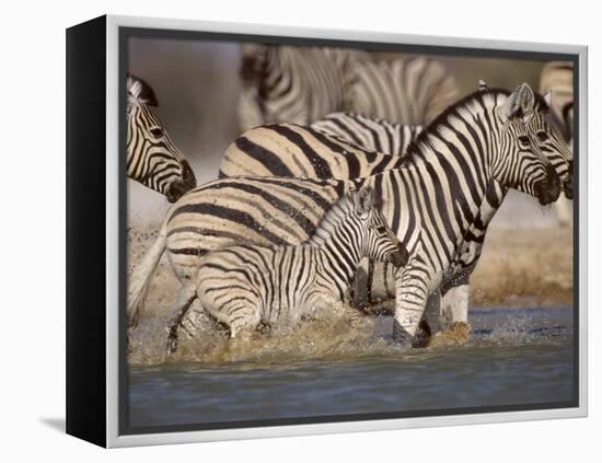 Common Zebra Wading at Waterhole Etosha Np, Namibia, 2006-Tony Heald-Framed Premier Image Canvas