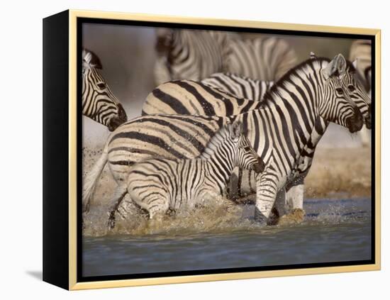 Common Zebra Wading at Waterhole Etosha Np, Namibia, 2006-Tony Heald-Framed Premier Image Canvas