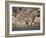 Common Zebra Wading at Waterhole Etosha Np, Namibia, 2006-Tony Heald-Framed Photographic Print