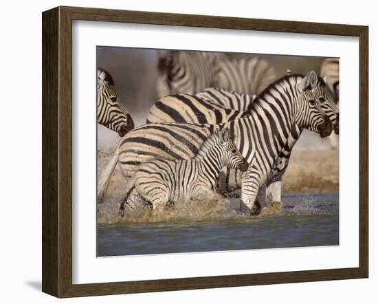 Common Zebra Wading at Waterhole Etosha Np, Namibia, 2006-Tony Heald-Framed Photographic Print