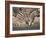 Common Zebra Wading at Waterhole Etosha Np, Namibia, 2006-Tony Heald-Framed Photographic Print