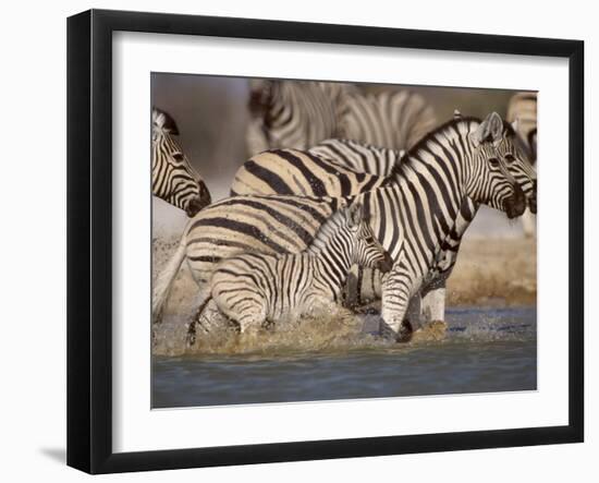 Common Zebra Wading at Waterhole Etosha Np, Namibia, 2006-Tony Heald-Framed Photographic Print