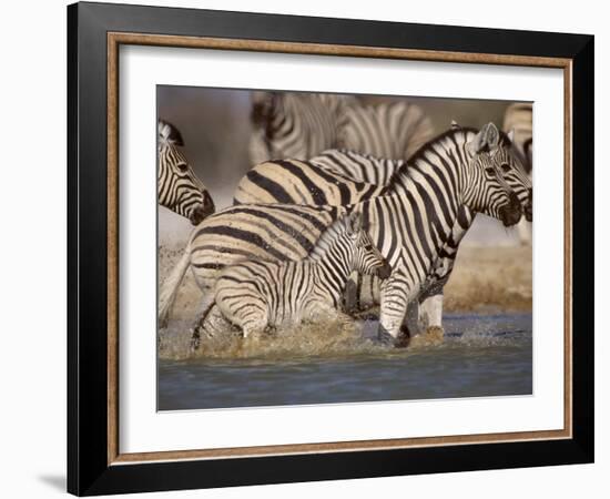 Common Zebra Wading at Waterhole Etosha Np, Namibia, 2006-Tony Heald-Framed Photographic Print