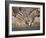 Common Zebra Wading at Waterhole Etosha Np, Namibia, 2006-Tony Heald-Framed Photographic Print