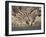 Common Zebra Wading at Waterhole Etosha Np, Namibia, 2006-Tony Heald-Framed Photographic Print