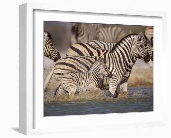 Common Zebra Wading at Waterhole Etosha Np, Namibia, 2006-Tony Heald-Framed Photographic Print