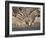 Common Zebra Wading at Waterhole Etosha Np, Namibia, 2006-Tony Heald-Framed Photographic Print