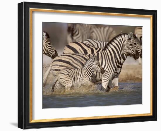 Common Zebra Wading at Waterhole Etosha Np, Namibia, 2006-Tony Heald-Framed Photographic Print