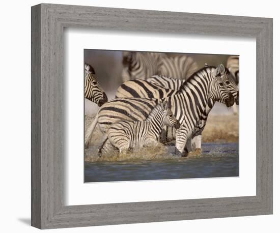 Common Zebra Wading at Waterhole Etosha Np, Namibia, 2006-Tony Heald-Framed Photographic Print