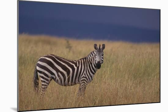 Common Zebra-DLILLC-Mounted Photographic Print