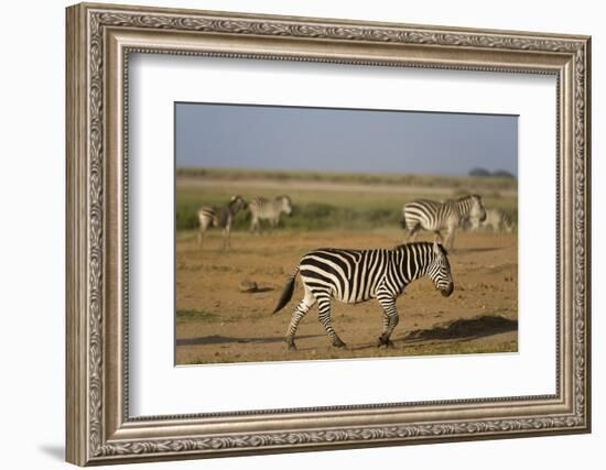 Common zebras, Amboseli National Park, Kenya.-Sergio Pitamitz-Framed Photographic Print