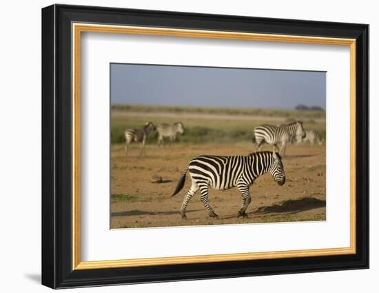 Common zebras, Amboseli National Park, Kenya.-Sergio Pitamitz-Framed Photographic Print