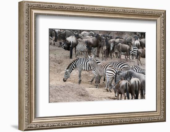 Common Zebras and Wildebeest Approaching the River Mara, Masai Mara, Kenya-Sergio Pitamitz-Framed Photographic Print