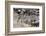 Common Zebras and Wildebeest Approaching the River Mara, Masai Mara, Kenya-Sergio Pitamitz-Framed Photographic Print