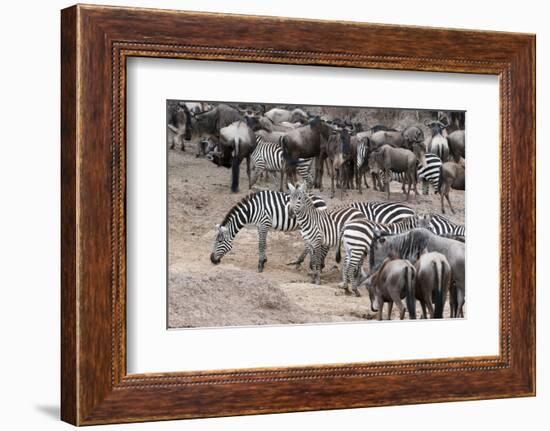 Common Zebras and Wildebeest Approaching the River Mara, Masai Mara, Kenya-Sergio Pitamitz-Framed Photographic Print