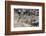 Common Zebras and Wildebeest Approaching the River Mara, Masai Mara, Kenya-Sergio Pitamitz-Framed Photographic Print