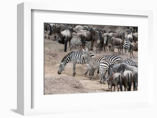 Common Zebras and Wildebeest Approaching the River Mara, Masai Mara, Kenya-Sergio Pitamitz-Framed Photographic Print