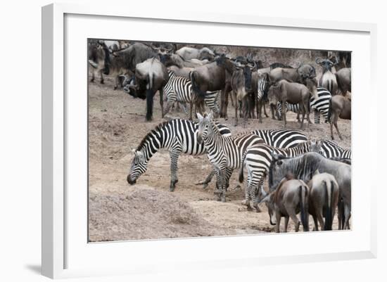 Common Zebras and Wildebeest Approaching the River Mara, Masai Mara, Kenya-Sergio Pitamitz-Framed Photographic Print