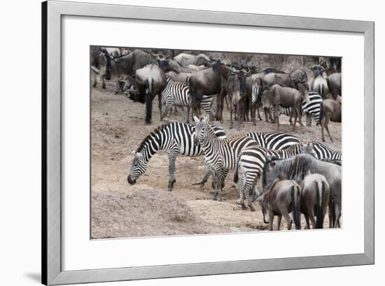 Common Zebras and Wildebeest Approaching the River Mara, Masai Mara, Kenya-Sergio Pitamitz-Framed Photographic Print