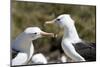 Communicating Black-Browed Albatross. Saunders Island. Falkland Islands.-Tom Norring-Mounted Photographic Print