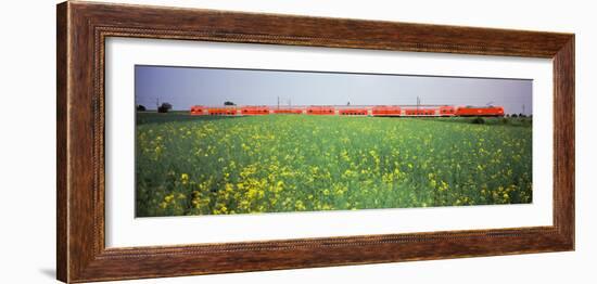 Commuter Train Passing Through Oilseed Rape Fields, Baden-Wurttemberg, Germany-null-Framed Photographic Print