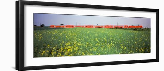 Commuter Train Passing Through Oilseed Rape Fields, Baden-Wurttemberg, Germany-null-Framed Photographic Print