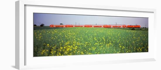 Commuter Train Passing Through Oilseed Rape Fields, Baden-Wurttemberg, Germany-null-Framed Photographic Print